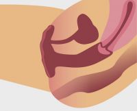Normale Vagina